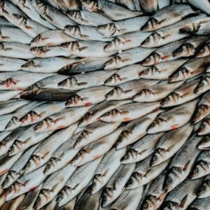 Assorted Worm Species Pack